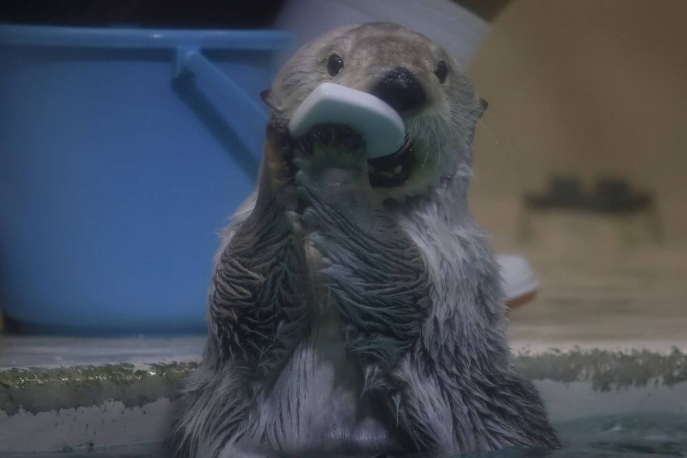 鳥羽水族館 鳥羽市 外壁塗装 リペイント匠