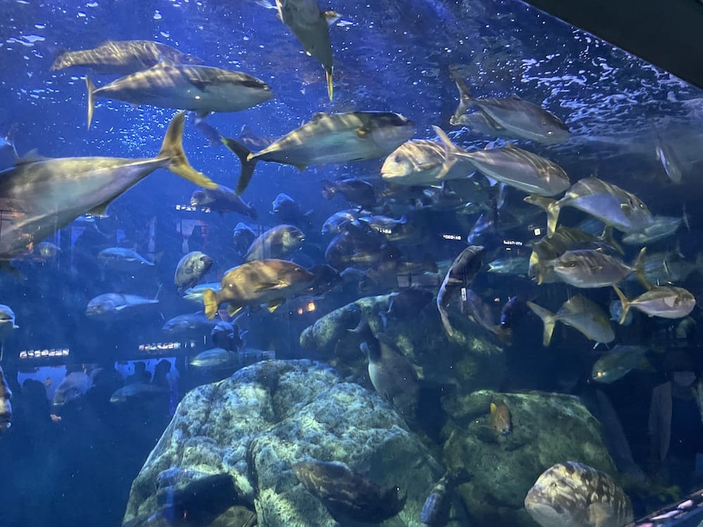 鳥羽水族館にリフレッシュしに行きました